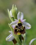 Ophrys holosericea